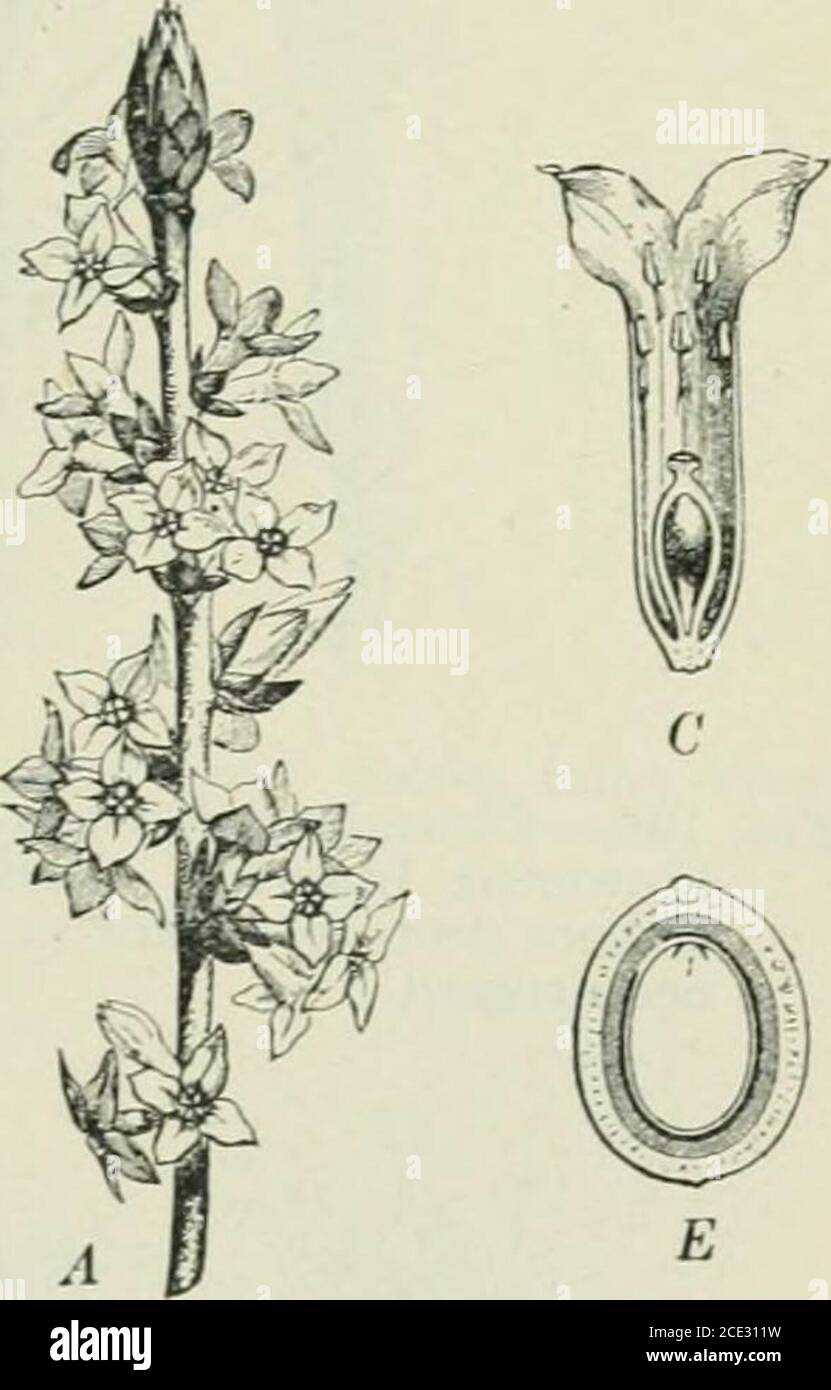 . Plants and their uses; an introduction to botany . FiG. 194.—Wood-anemony (Anemone nemerosa. Crowfoot Family, Ranun-culaceoe). Plant in flower. Flower, cut vertically. (BaiUon.)—Peren-nial herb 7-20 cm. tall; leaves nearly smooth; flowers white or pinkish:fruit dry. Native home, Eurasia. The American wood-anemony{Anenionc quinquefolia) is so like the species above shown as to beformerly regarded only as a variety of it differing chiefly in havingsmaller flowers and paler leaves. Fig. 19.5.—Daphne (Daphne Mezereum, Mezereum Family, Thymelaacece).A, flowering branch. B, flower, entire. C, same Stock Photo