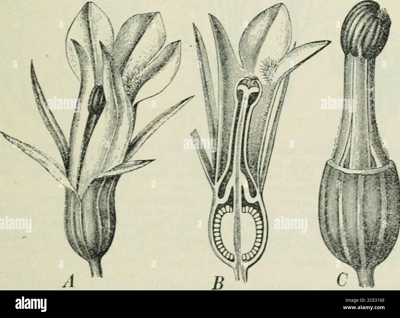 . Plants and their uses; an introduction to botany . Fig. 188, I.—Indian Tobacco {Lobelia inflata, Bellflower Family, Cam-panulacetp). Flowering top. Tip of flower-cluster. Fruit. (Brittonand Brown.)—An annual, growing 1 m. tall or less; leaves hairy;flowers light blue; fruit smooth. Native home. North America.. Fig. 188, II.—Indian Tobacco. .4, flower, entire, 5. B, same, cut verti-cally. C, flower, with calyx and corolla removed. (Luerssen.) 202 MEUiClNAL AND POliSOXOLS PLANTS Young shoots of the elder (Fig. 183) eaten as a pickle havealso proveil poisonous. The propensity which children hav Stock Photo