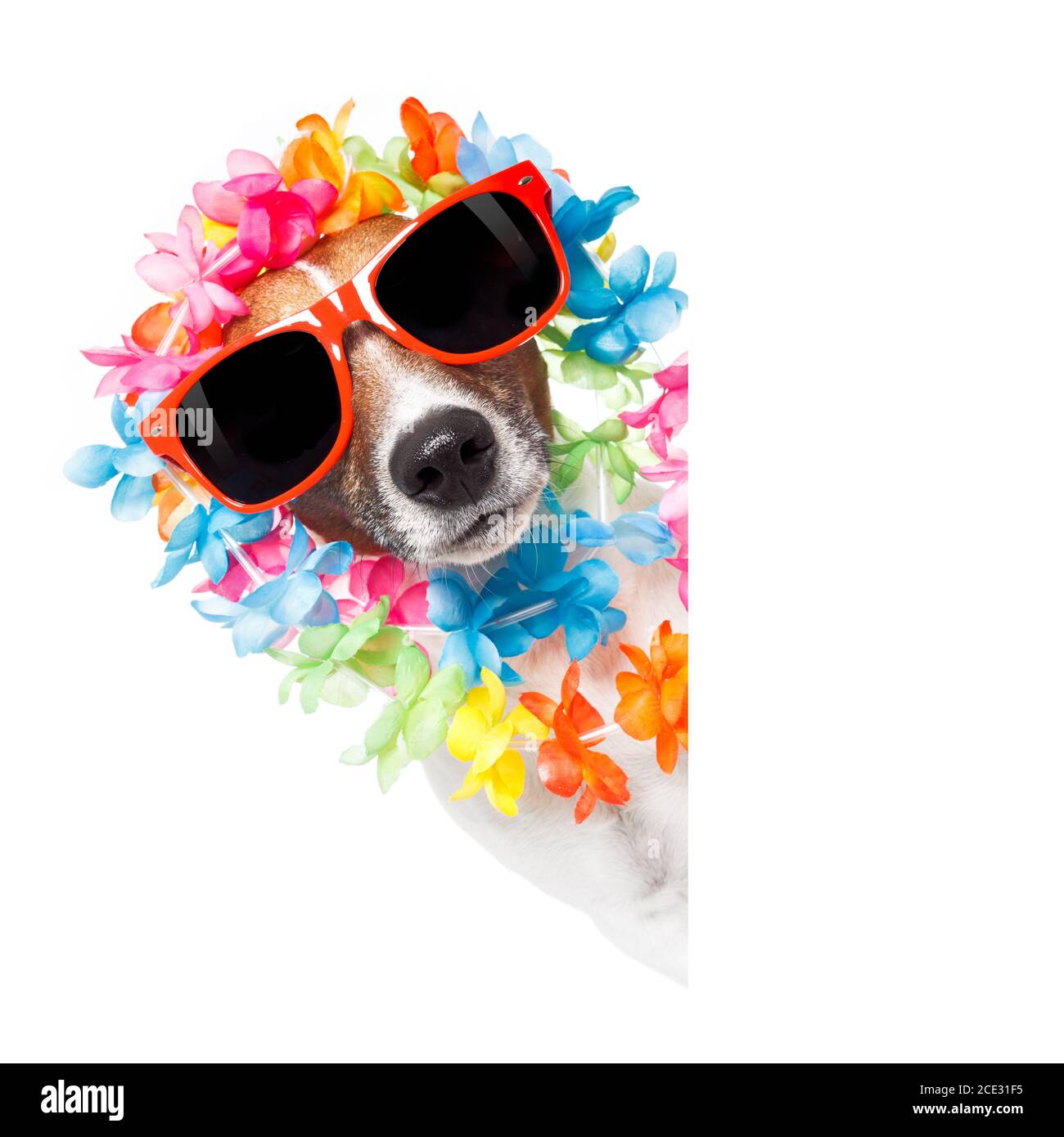 funny dog  hawaiian  lei and sunglasses Stock Photo