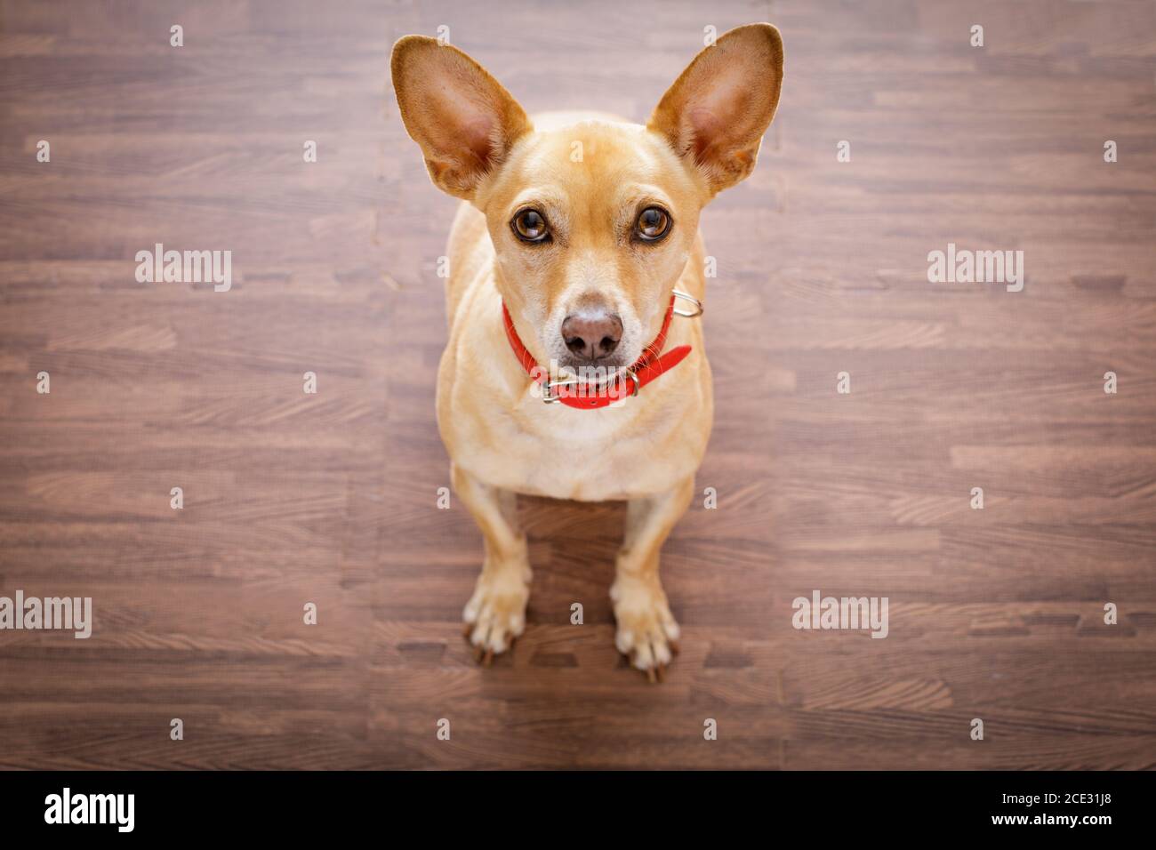 dog waits for owner Stock Photo - Alamy