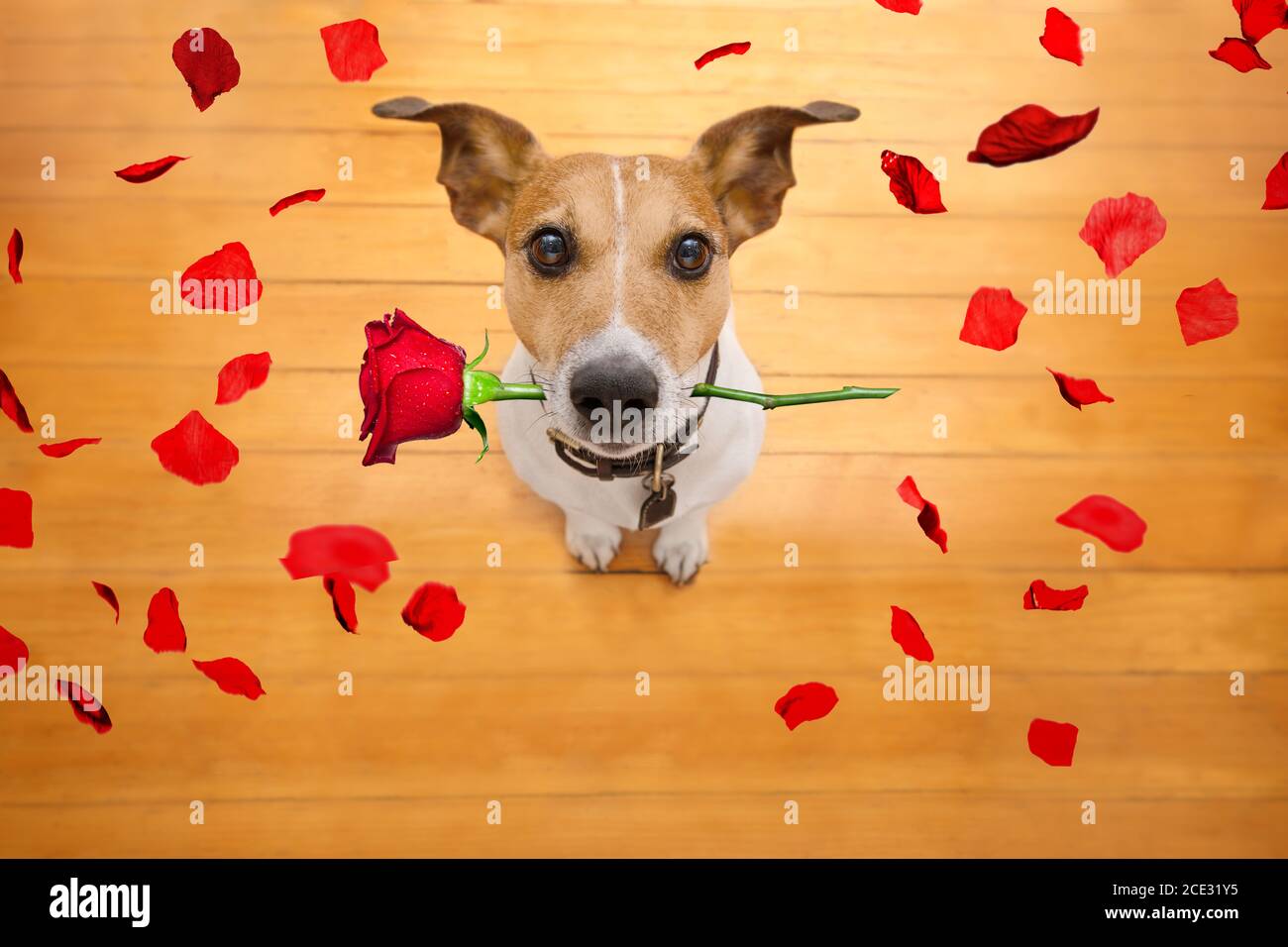 Dog with rose in mouth hi-res stock photography and images - Alamy