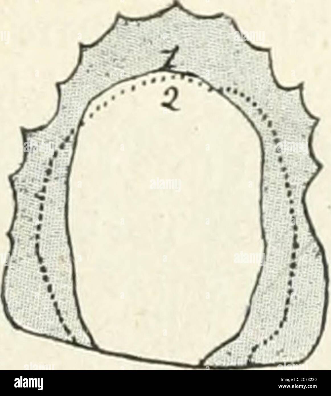 Etudes De Phonetique Espagnole I 2 Vc H Fig 129 Parmi Toutes Les Autres Articulations