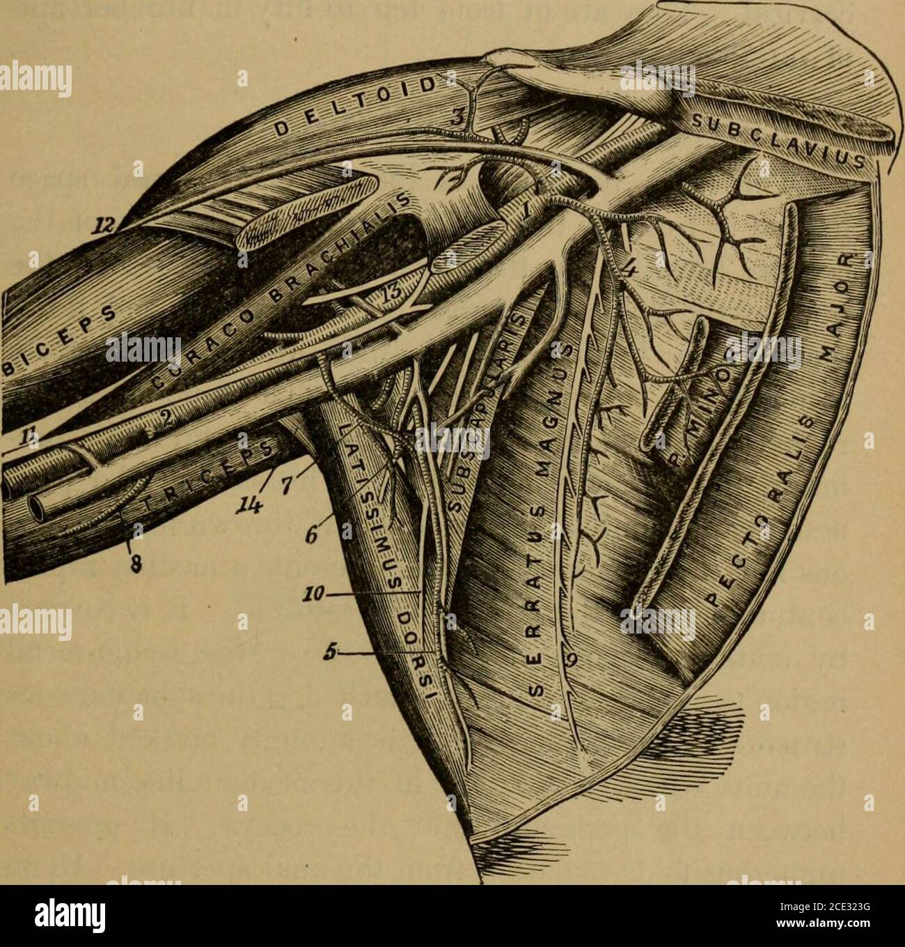 . A treatise on practical anatomy: for students of anatomy and surgery . nd its branches, and a cluster of lymphatic glands im-bedded in a quantity of loose fat. The axillary vein liesin front of the artery; it is the continuation of the basi-lic vein, and receives the vena comites, numerous smallbranches, and the cephalic. The axillary artery is thecontinuation of the subclavian; it lies behind and to theouter side of the vein; they are inested with a quantityof loose cellular tissue. The larger branches of the ax-illary artery are the long thoracic, which is often con-cealed beliind the low Stock Photo