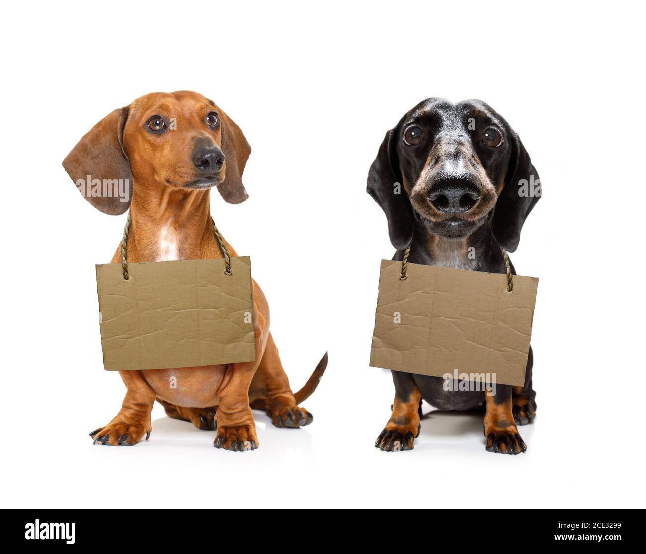 homeless row of dogs to adopt Stock Photo Alamy