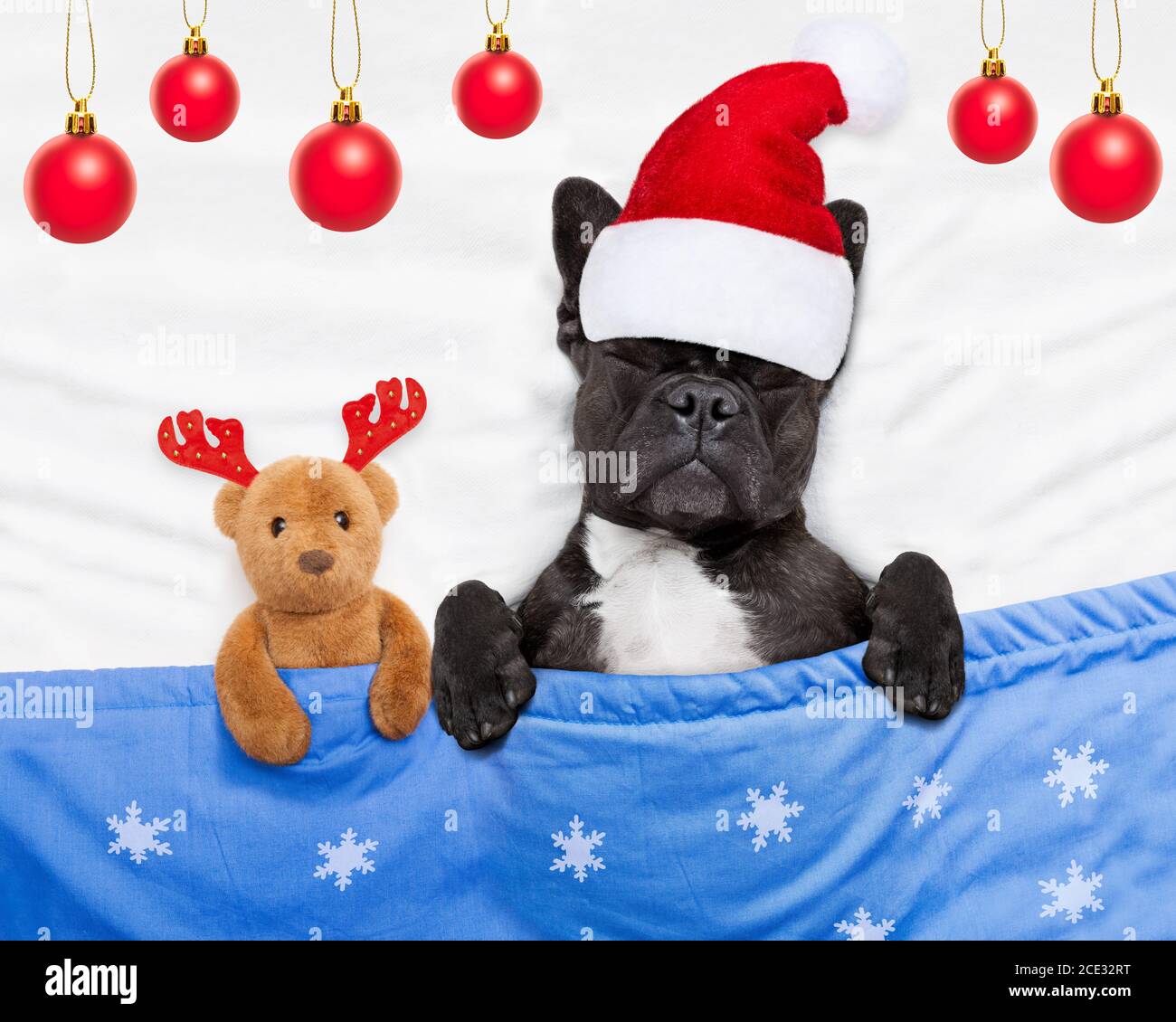 pug dog teddy bear