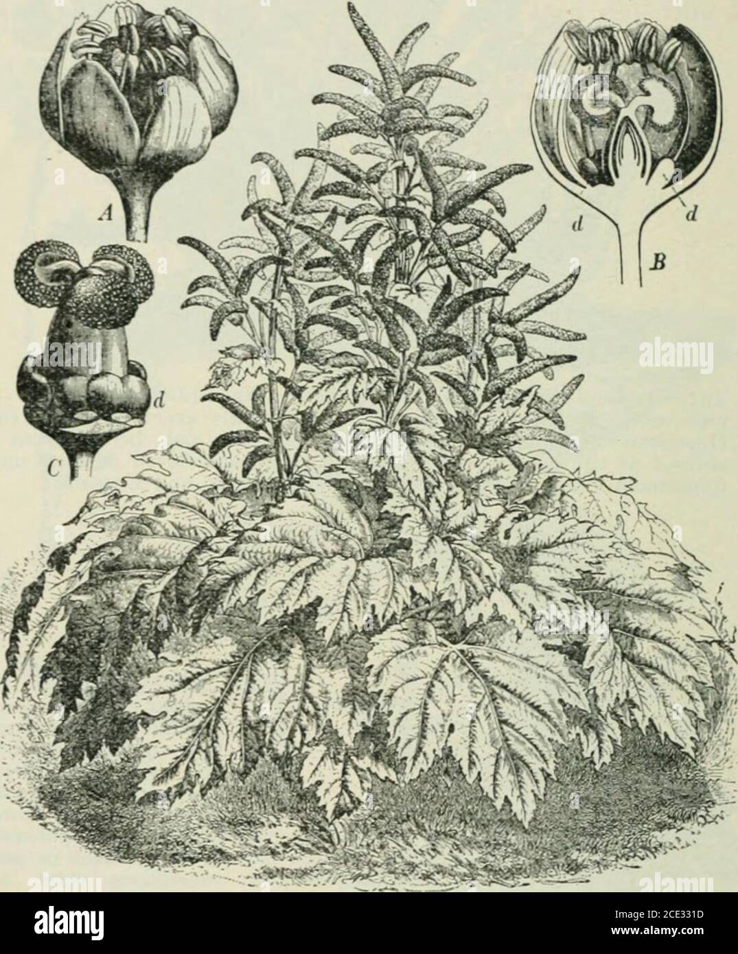 . Plants and their uses; an introduction to botany . Fig. 162. — Licorice (Glyc-yrrhiza glabra. PulseFamily, LeguminosoE).Branch in leaf, flower,and fruit. (Baillon.) —Perennial herb growingabout 1 m. or more inheight; leaves pale green:flowers violet or purpleresembling those of apea; fruit smooth. Na-tive home, Mediter-ranean Region. 170 MEDICINAL AND POISONOUS PLANTS Volatile oils form the most important constituent of anumber of non-poisonous drugs which we have ah-eady stud-ied in the last chapter as food-adjuncts; namely, lemon,caraway, anise, cardamoms, spearmint, sage, ginger, and. Fig Stock Photo