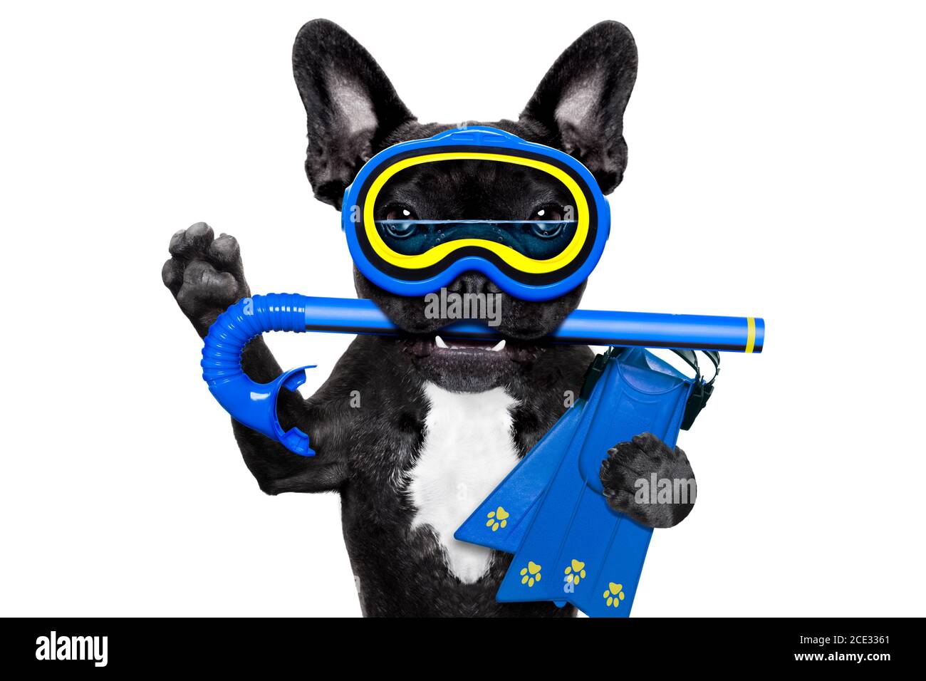 scuba diving dog Stock Photo Alamy