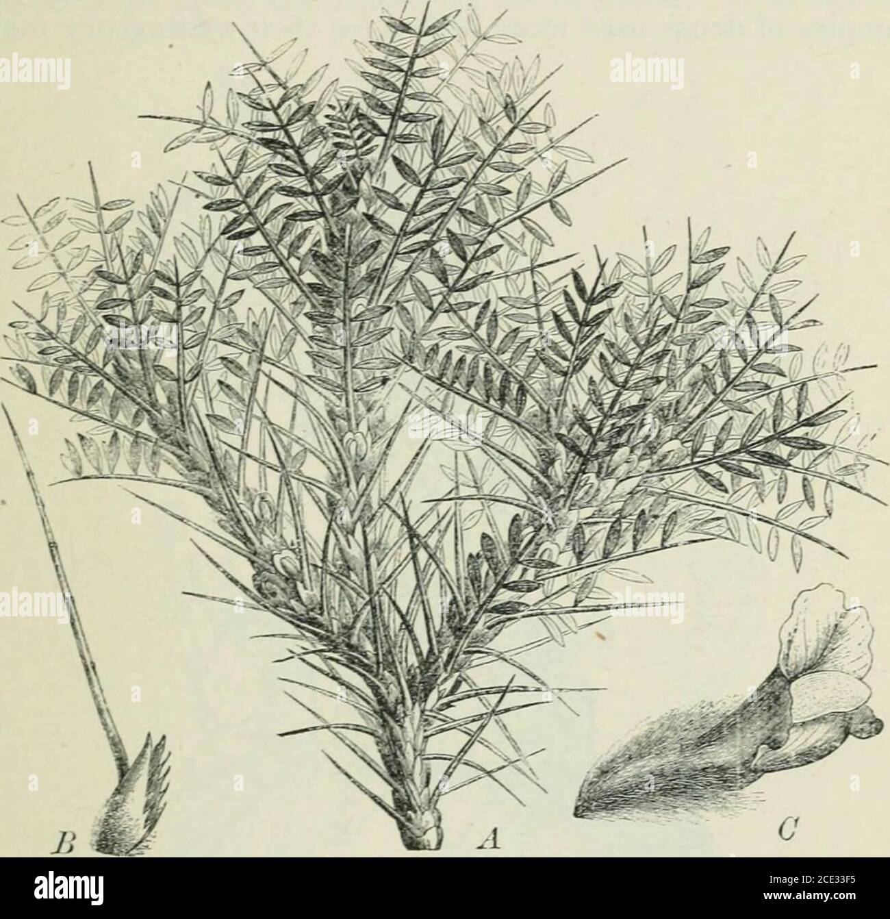 . Plants and their uses; an introduction to botany . half, showing seeds. D, seed,cut between the seed-leaves to show seed-stem and seed-bud. E, seed,cut acro.ss. (Taubert.)—. tree about G m. tall; bark gray; leavesgrayi.sh; flowers yellow: pod yellowish. Native homo, troijical Africa.This tree yields the best gum; several other species produce an inferiorquality. (Fig. 157) and related species. The root of the marshmallow(Fig. 158) contains about one-third of its weight of a mucilage,having the same formula as tragacanthin. The same formulais given also to the mucilage yielded copiou.sly by Stock Photo