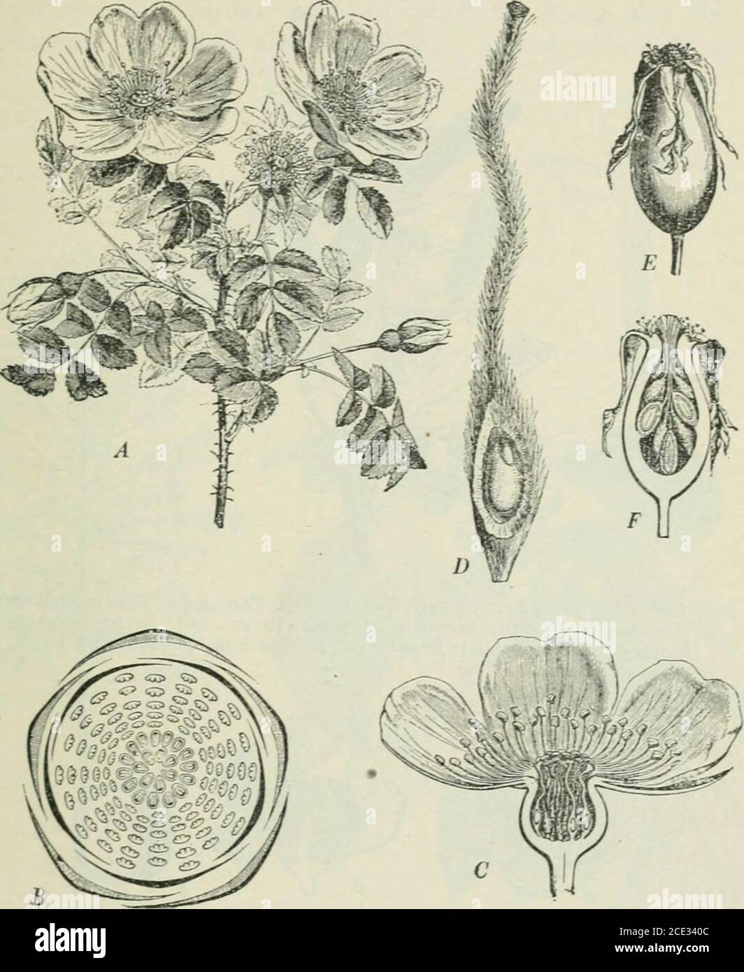 Family rosacea hires stock photography and images Alamy