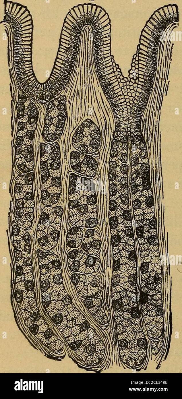 bookyear1891 high resolution stock photography and images alamy