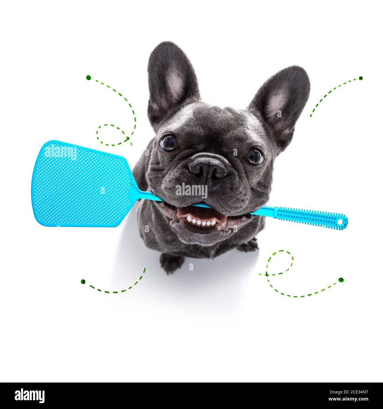 dog with fleas, ticks or insects Stock Photo - Alamy