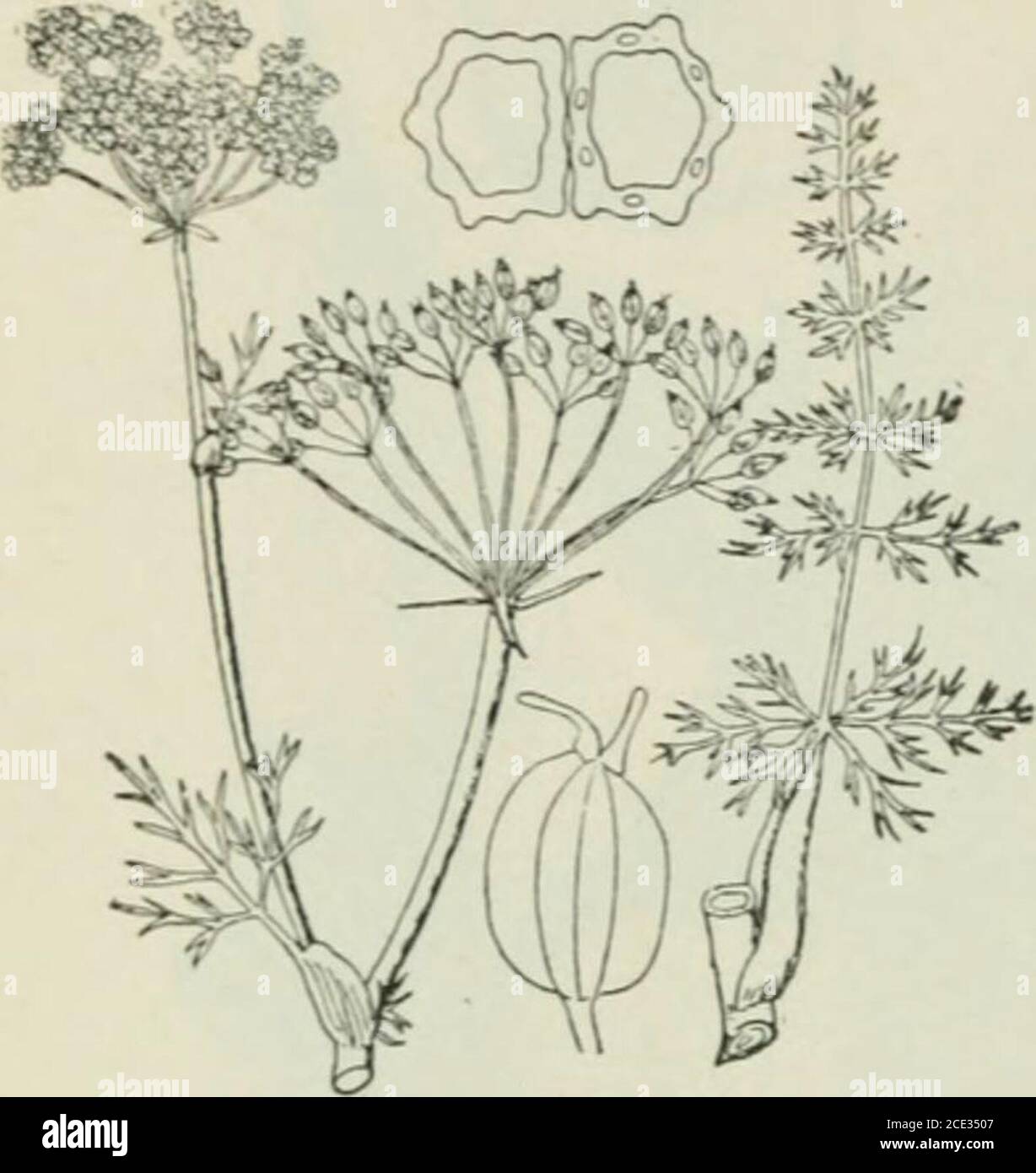 . Plants and their uses; an introduction to botany . G ,r / H Fig. 139.—Cardunioms (Elettaria cardamomum. Ginger Family, Zingibera-cece). A, leaf. JS, flowering branch. C, flower, |. £&gt;, same cut ver-tically. E, F, G. various forms of pods, i. H, seed, with covering,enlarged. J, K, seed, cut across and vertically, showing the seed-food(p and e) and the embryo {cm). (Luerssen.)—A perennial herb withleafy shoots 2-3 m. tall; leaves pale green; flowers whitish, purple-striped; pods pale yellowish; seeds brown. Native home, India to Java. mentioned in this chapter as to require separate treatme Stock Photo