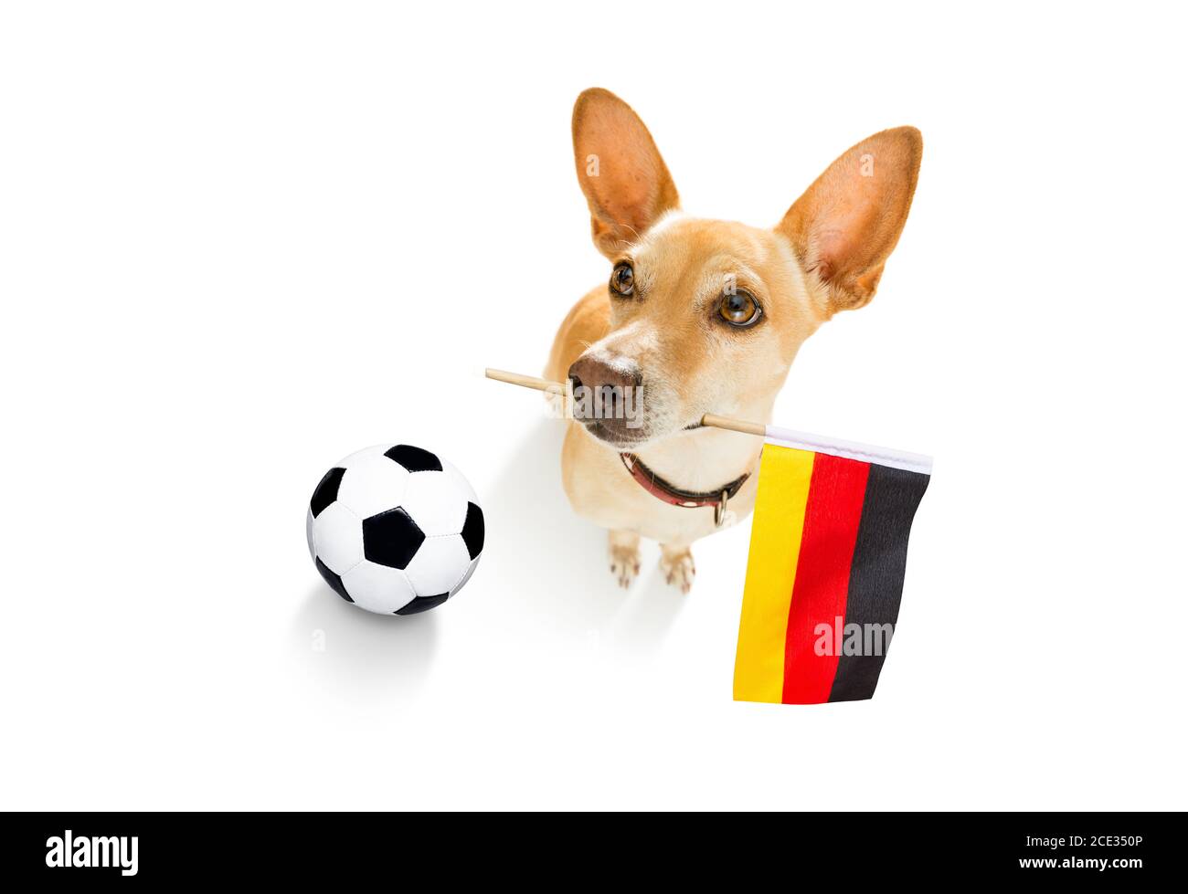 soccer football dog Stock Photo Alamy
