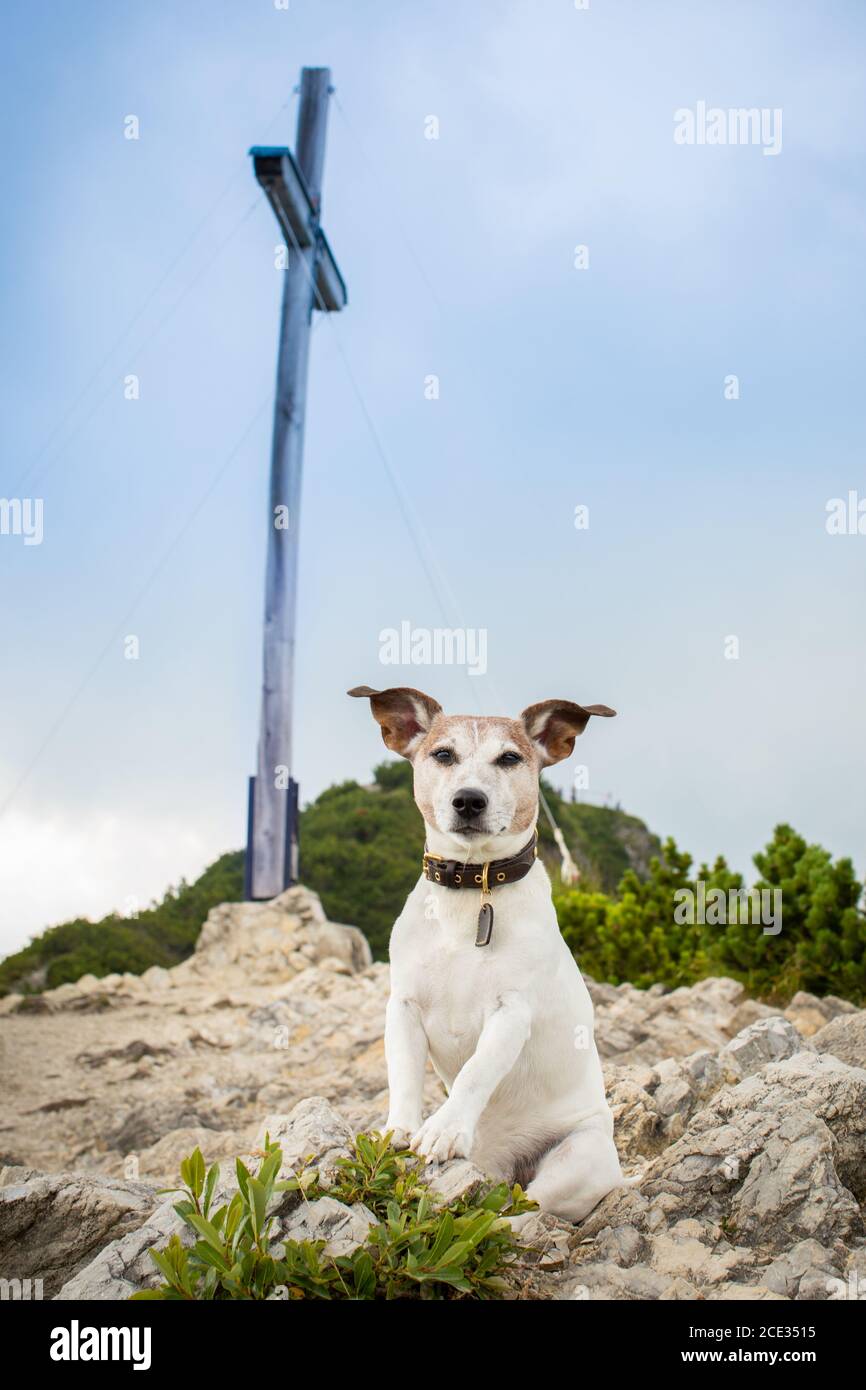 Dog hiking boots hi-res stock photography and images - Alamy