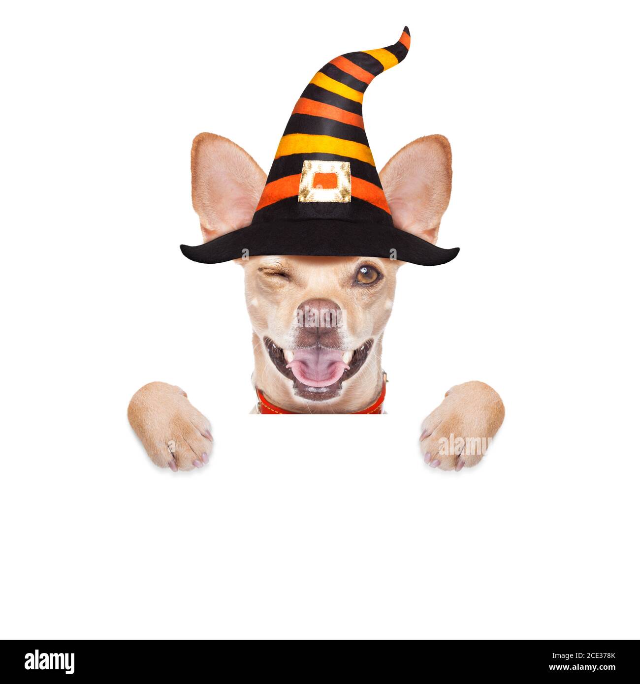 halloween  ghost  dog trick or treat Stock Photo