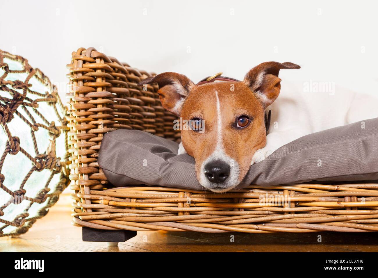 dog relaxing in his bed place Stock Photo