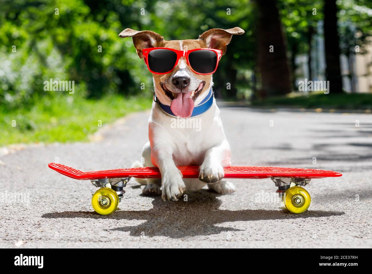skater dog on skateboard Stock Photo - Alamy