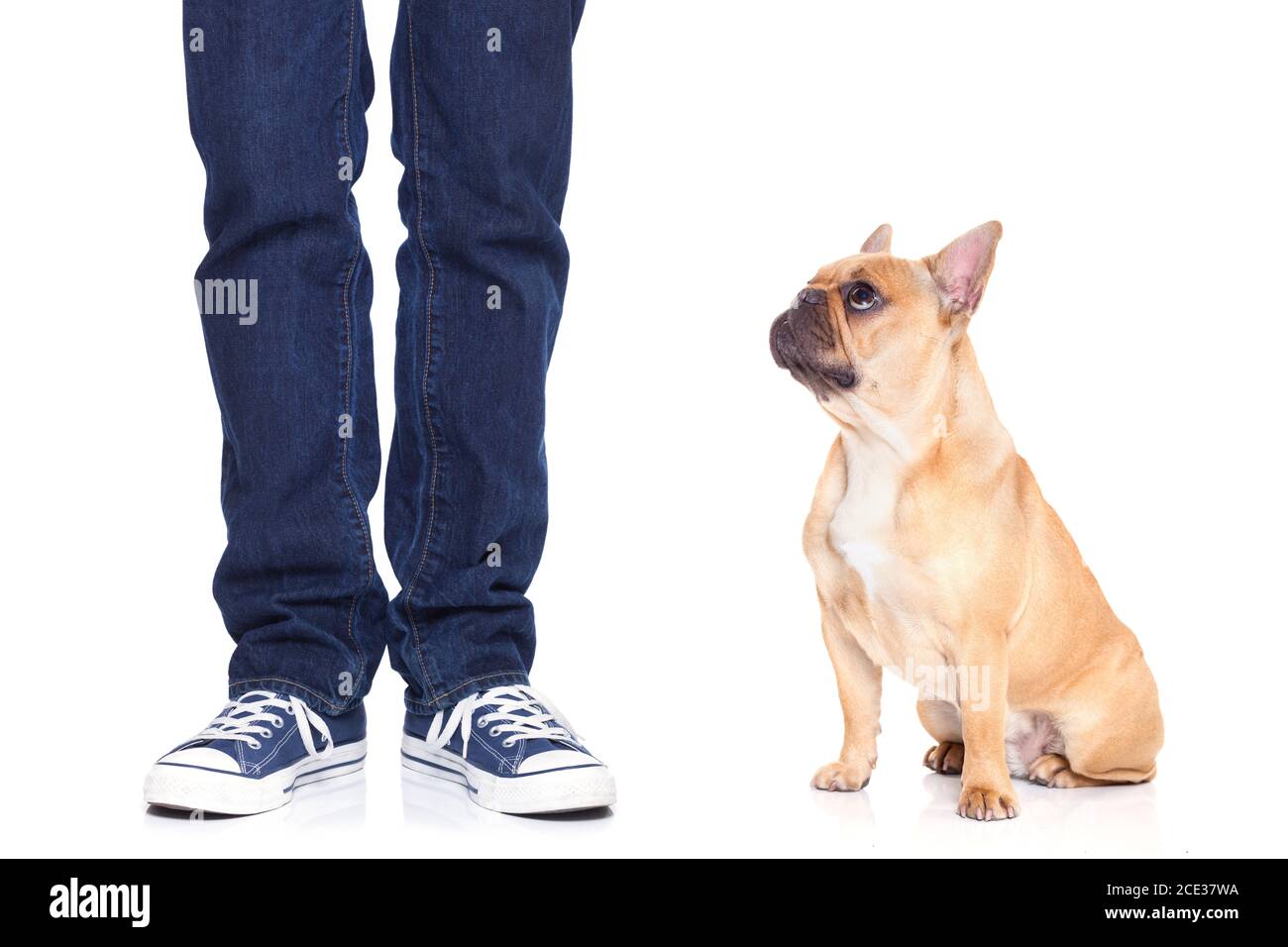dog and owner Stock Photo - Alamy