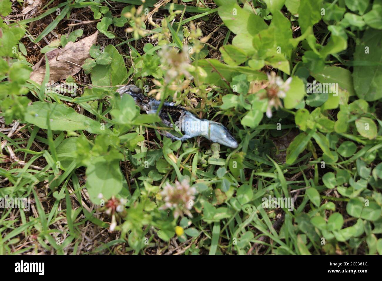 dead lizard body decomposing in the grass Stock Photo