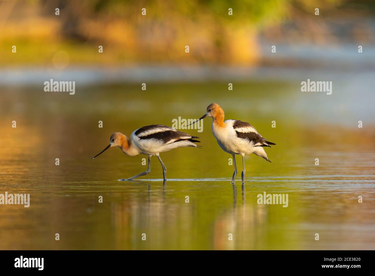 American avocets(Recurvirostra americana) wading in shallow water Stock Photo