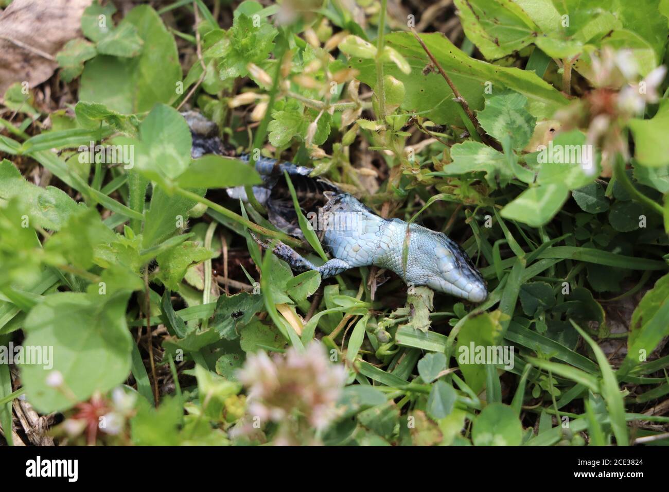 dead lizard body decomposing in the grass Stock Photo