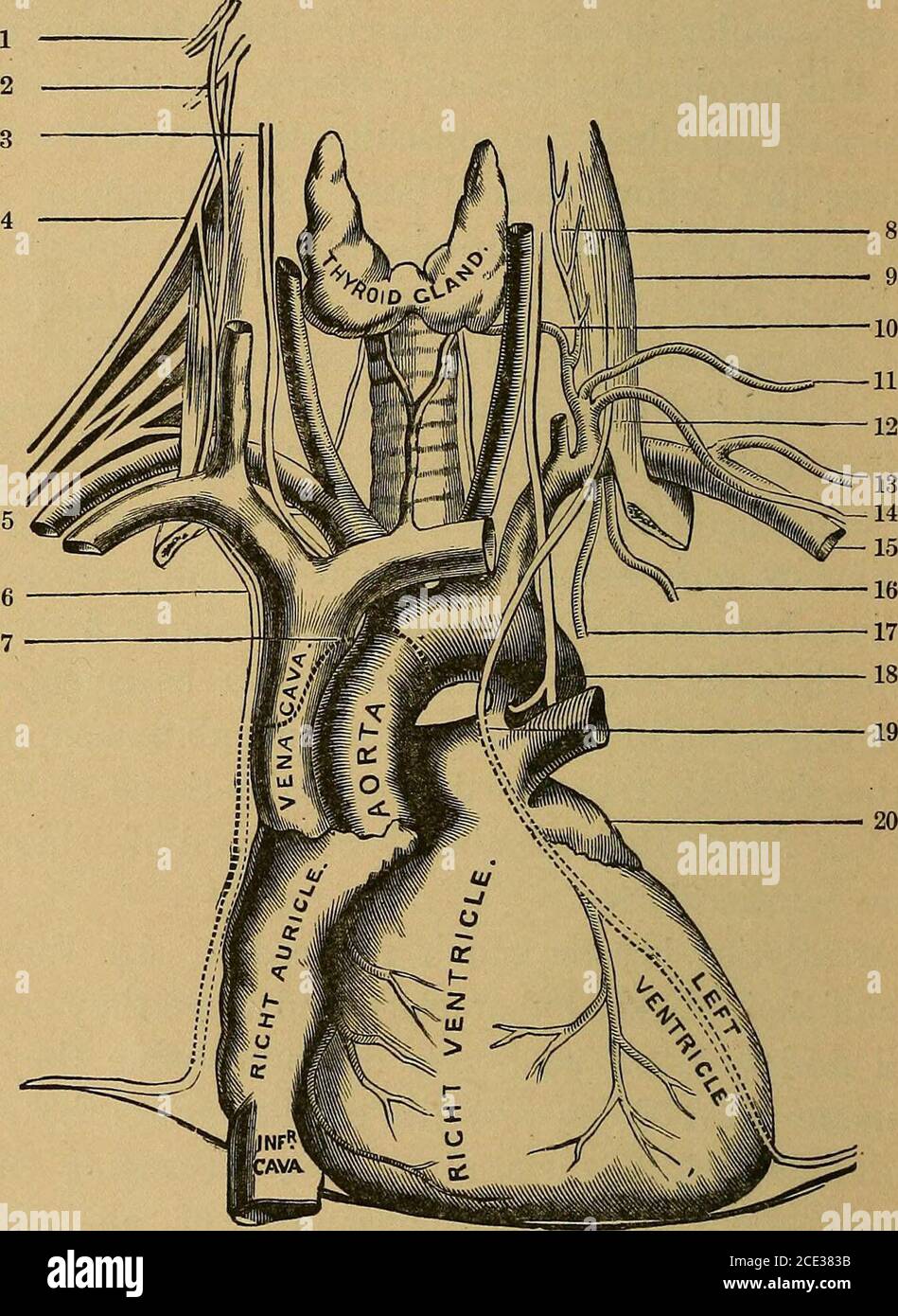 . A treatise on practical anatomy: for students of anatomy and surgery ...