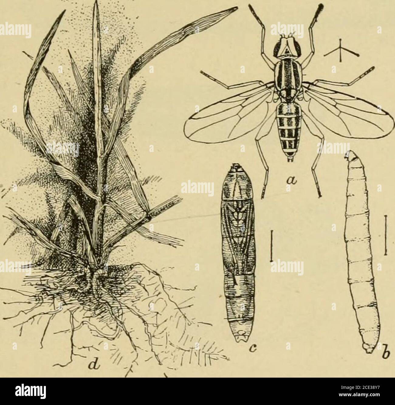 . Insect pests of farm, garden and orchard . Unlike the Hessian fly it feeds and brectls upon wild grasses andis thus much more difficult to control. Prof. A. J. Cook foundthe larvffi in bothbarley and oats inMichigan, Prof. F.M. Webster rearedan adult from bluegrass {Poa praten-sis), and Dr. Jas.Fletcher records itas breeding inAgropi/noii, Des-champsis, Ehjmus,Poa, and Setariaviridis in Canada. Life Histori/.—Like the Hessianfly the adult flieslay their eggs onfall wheat in Sep-tember and Octo-ber, and the young maggots when hatched work their waydown into the stem, either cutting it off or Stock Photo