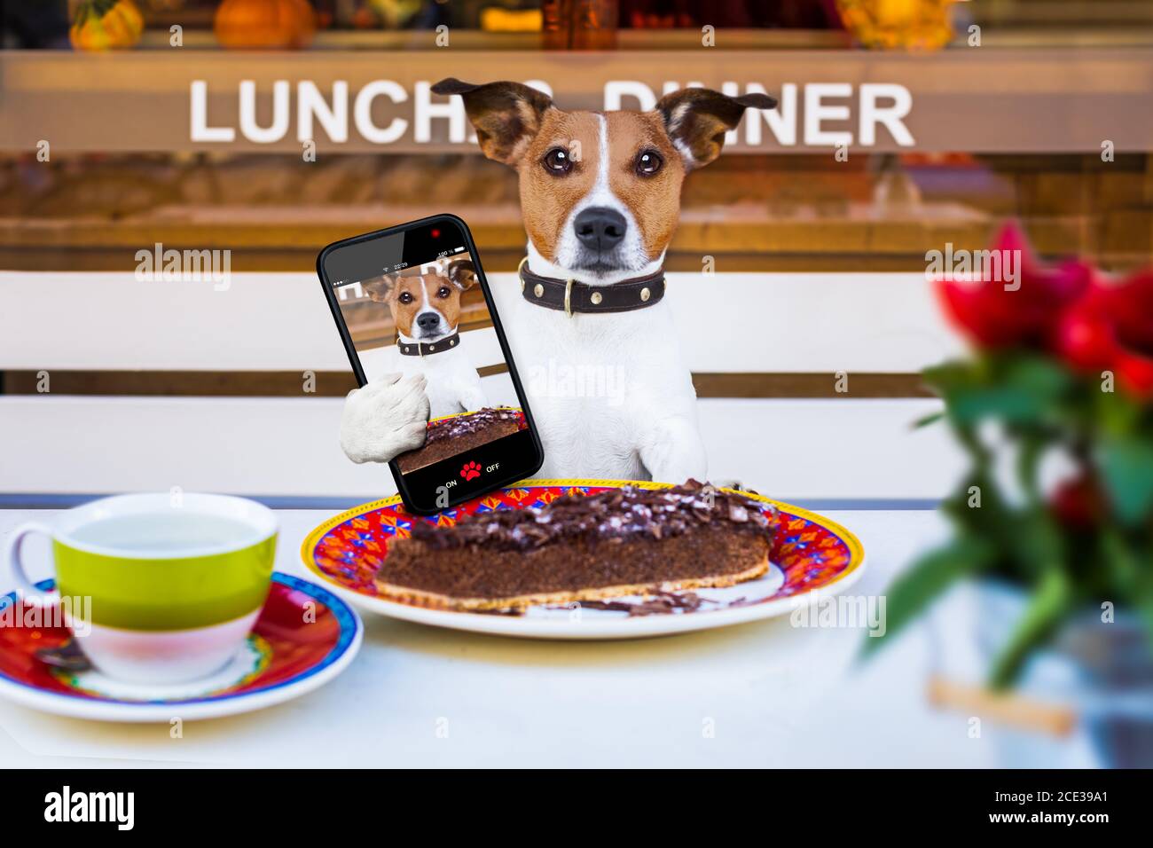Dog eating cake hi res stock photography and images Alamy