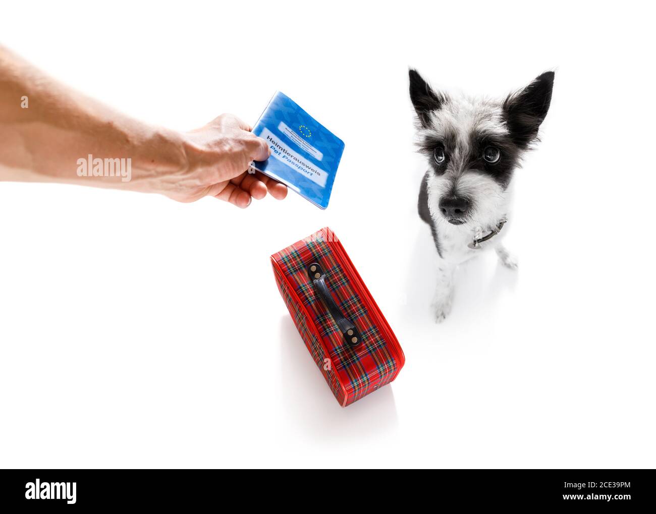 dog on vacation holidays and luggage bag Stock Photo Alamy