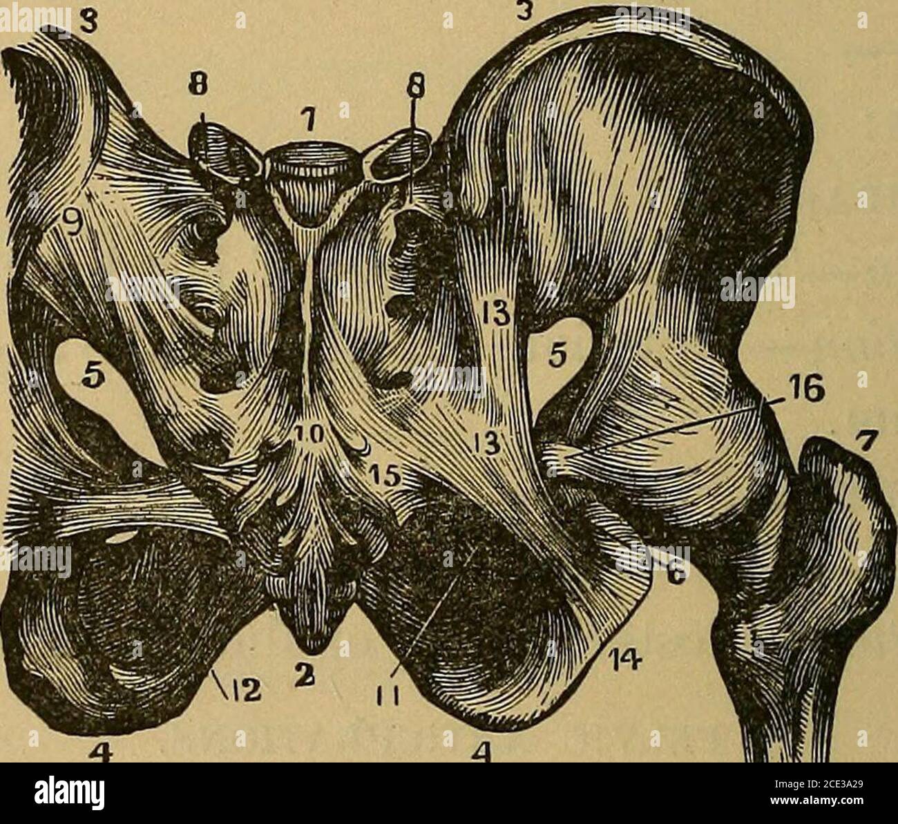 . A treatise on practical anatomy for students of anatomy and surgery