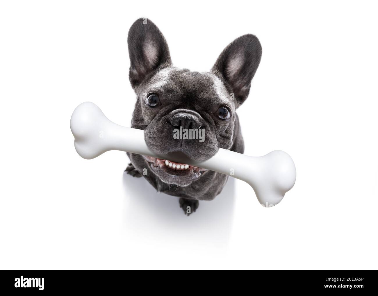 dog with big bone Stock Photo Alamy