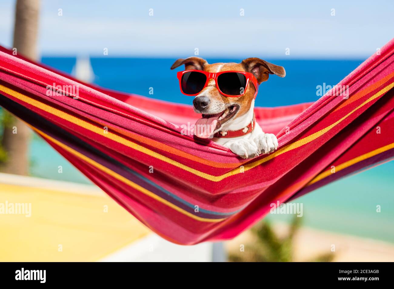 dog on hammock Stock Photo Alamy