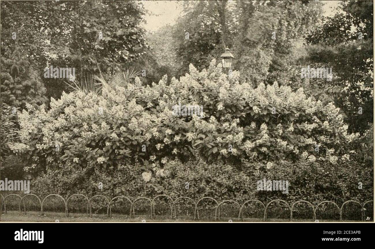 . Die Gartenwelt . lanzzeit ist der Herbst unbedingt dem Frühjahrvorzuziehen, wie wohl man auch im Frühjahr mit Erfolg pflanzenkann. Selbst wenn im Herbst noch die Blätter an den jungenSträuchern sich befinden, was im Monat Oktober noch häufig rechter Richtung im Wachstum möglichst zu fördern. Seine seit-lichen Triebe werden gleichfalls angeheftet, diesen aber wird einemehr horizontale Lage gegeben. Auf diese Weise behandelt, wird sich das Spalier schon imersten Jahre nach Wunsch begrünen. Im nachfolgenden Jahrebeginnt der eigentliche Fruchtertrag, welcher lange Zeit aufgleicher Höhe gehalten Stock Photo