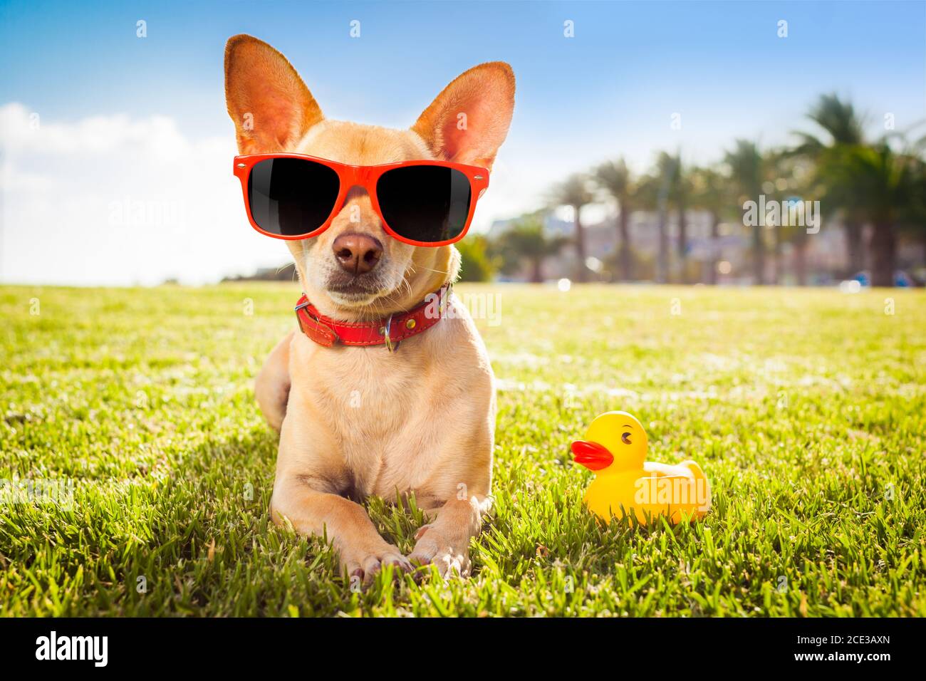 Photo inspiration: Dog Relaxing On Grass Stock Photo Photo Inspiration