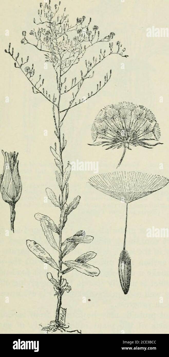 . Plants and their uses; an introduction to botany . ^•^-^?^S^Ui^S: Fig. 75.—Lettuce (Luctuca salioa. Sunflower Family, CotnjMsitce). Plantduring early period of growth, showing the compacted rosette of leaves.(Xicholson.)—The plant is an annual, smooth throughout, attaininga height of about 1 m., flowers yellow. HERBAGE-VEGETABLES 73. Fig. 76.—Lettuce. Plant in flower and fruit. (Atkinson.)—This is thewild form known as Lactuca scariola from which the garden varietiesare believed to be derived. When growing in open land the leaves com-monly arrange thom.selves in two vertical rows with one ed Stock Photo