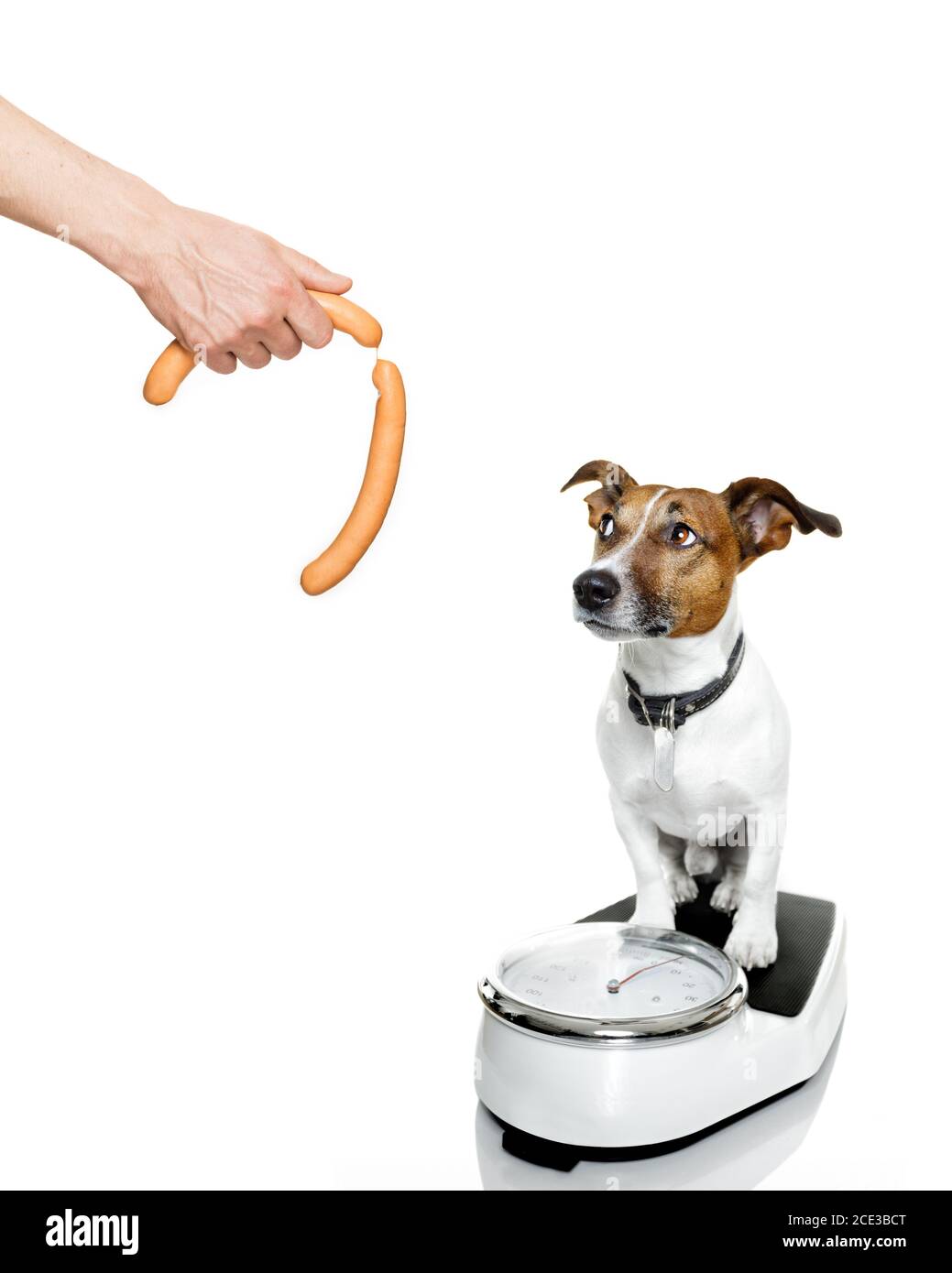 Dog dish on scale Cut Out Stock Images & Pictures - Alamy