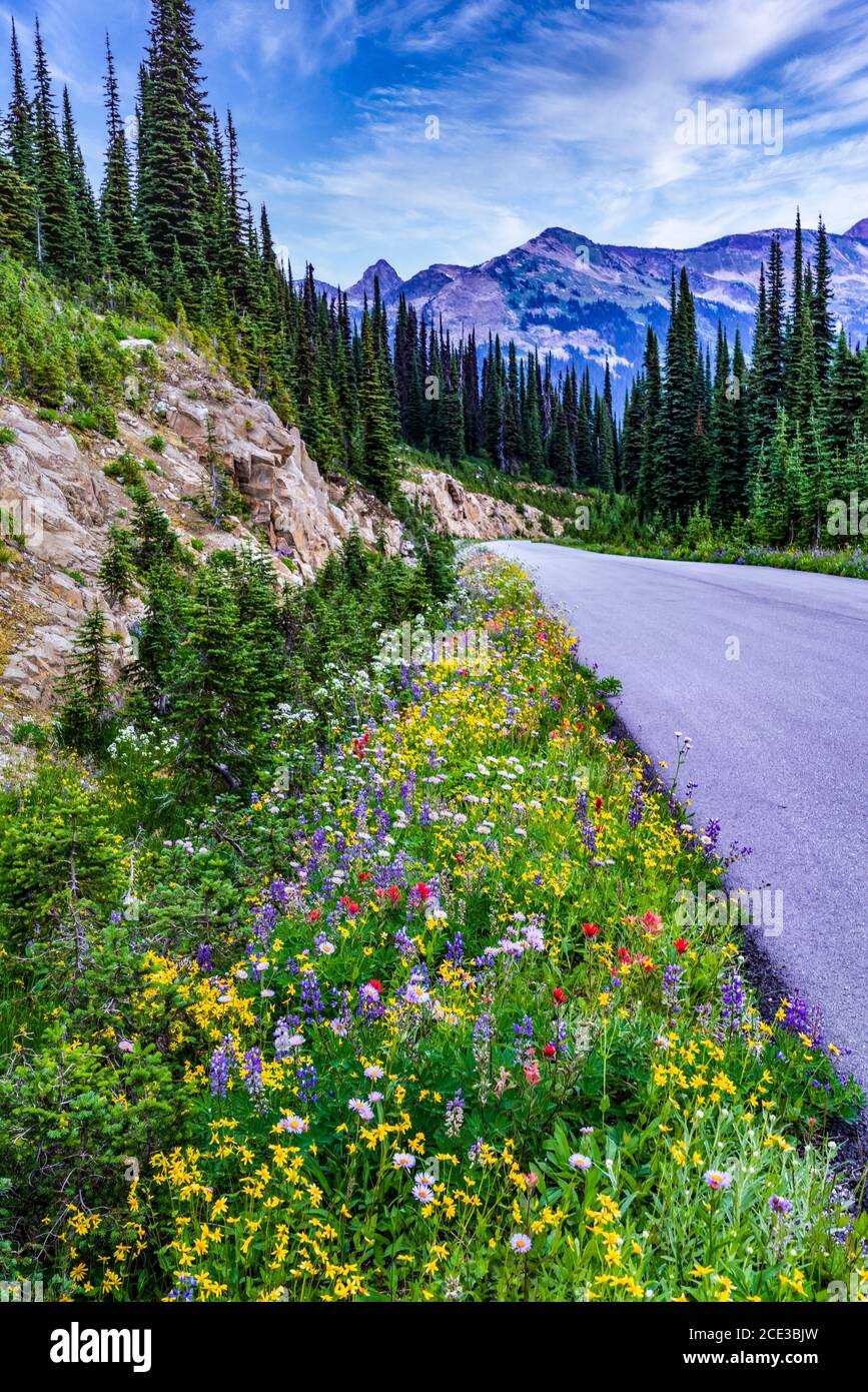 Summer roadside wildflowers on Mount Revelstoke, British Columbia, Canada. Stock Photo