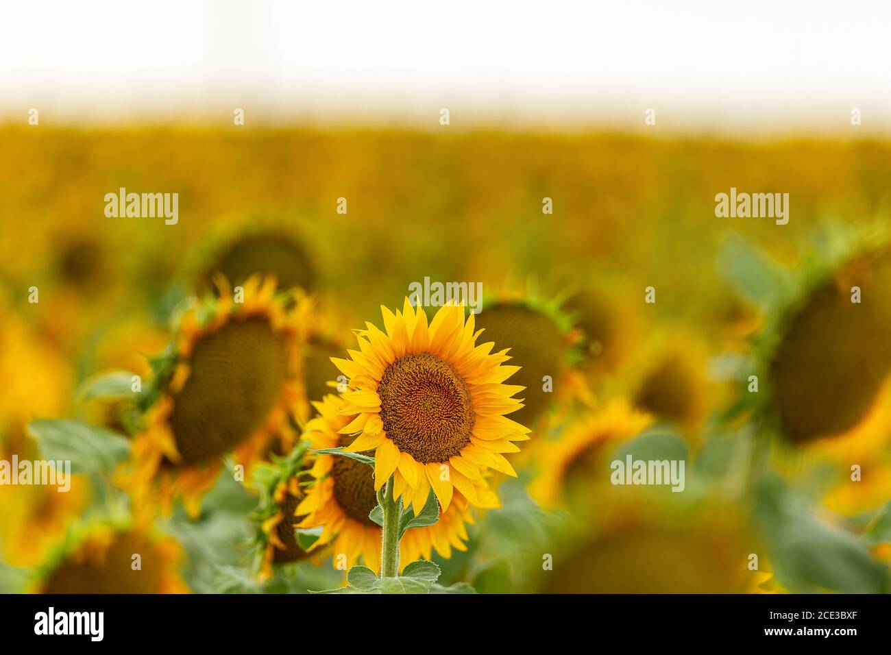 Sunflowers in full bloom Stock Photo Alamy