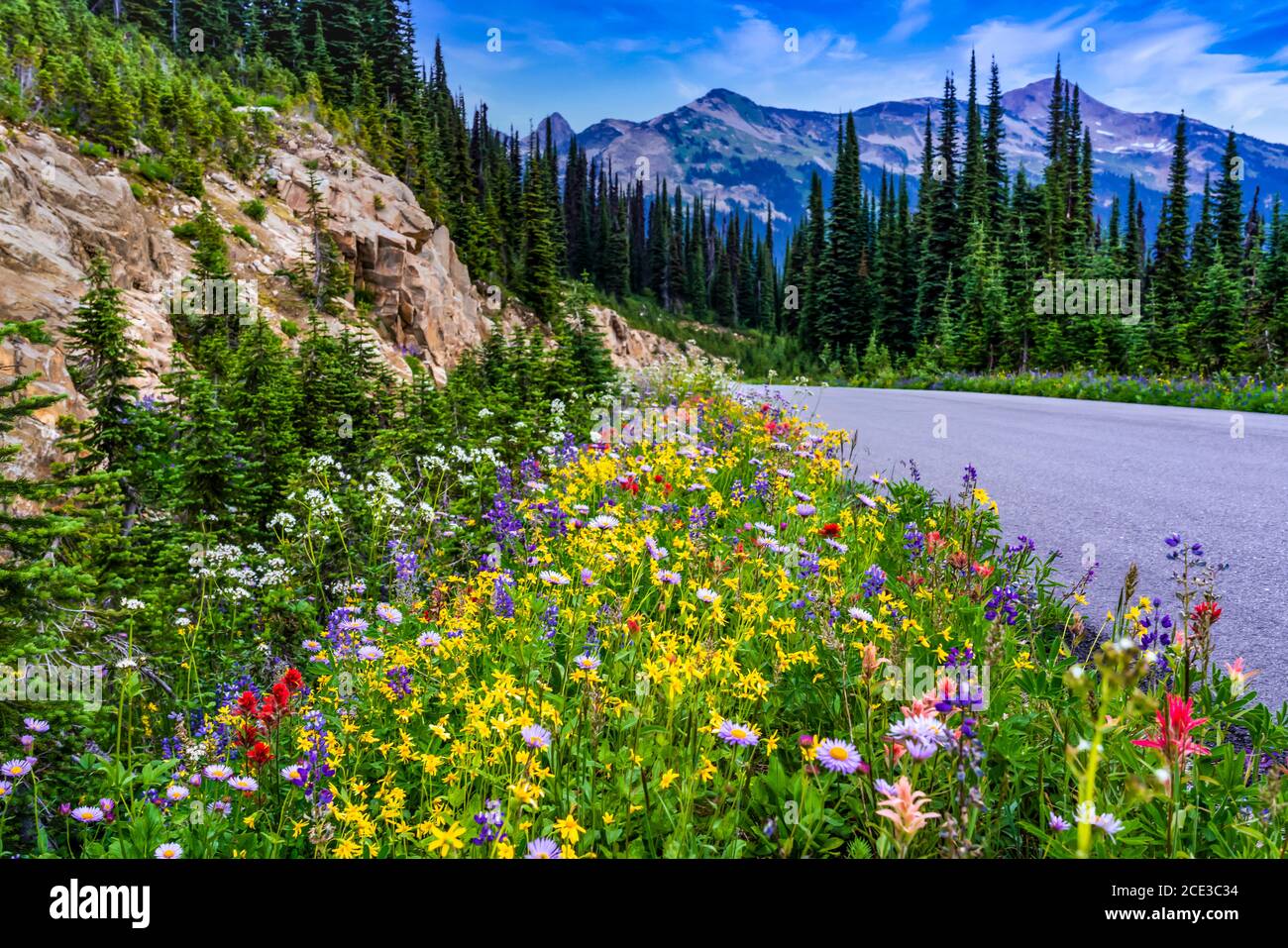 Summer roadside wildflowers on Mount Revelstoke, British Columbia, Canada. Stock Photo