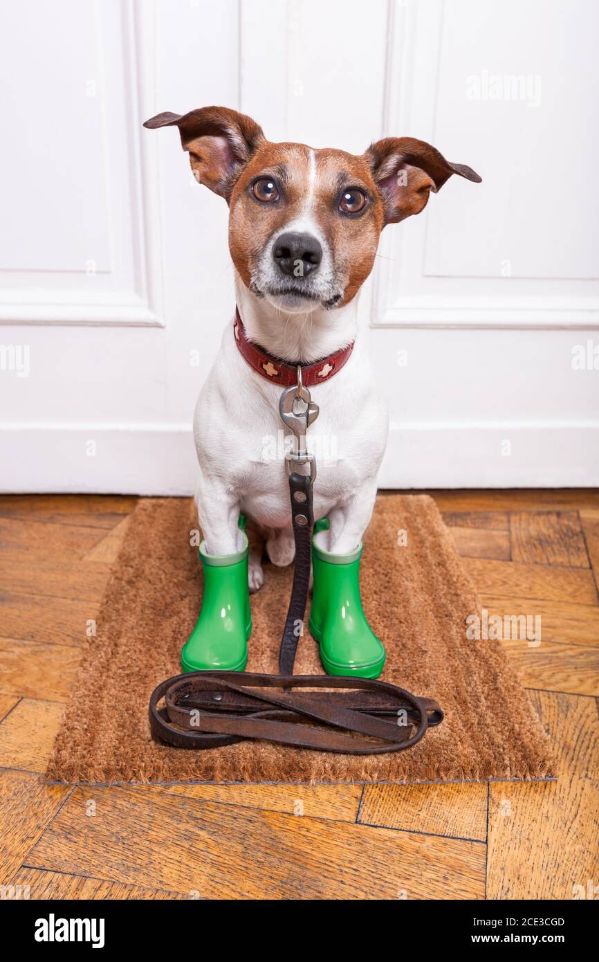 dog rubber rain boots Stock Photo Alamy