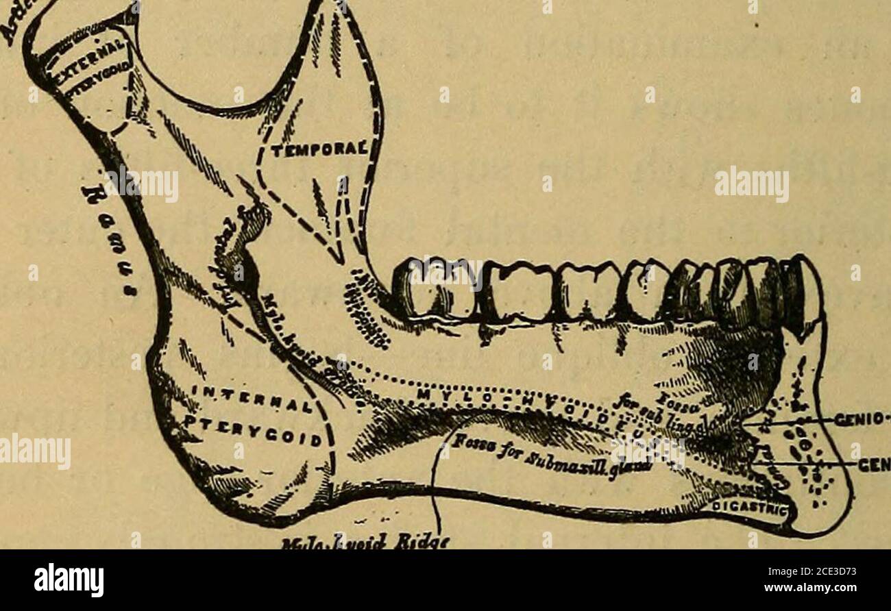 A treatise on practical anatomy: for students of anatomy and surgery . or genial  tubercles, and runningbackward and sHghtly upward, is the internal  obliqueline, or mylo-hyoid ridge, which gives.attachment to themylo-hyoid