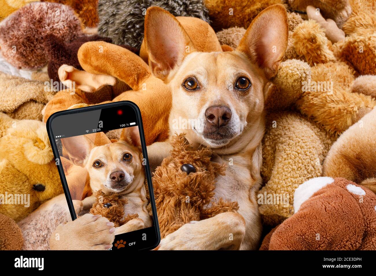 cozy dog in bed with teddy bears Stock Photo Alamy