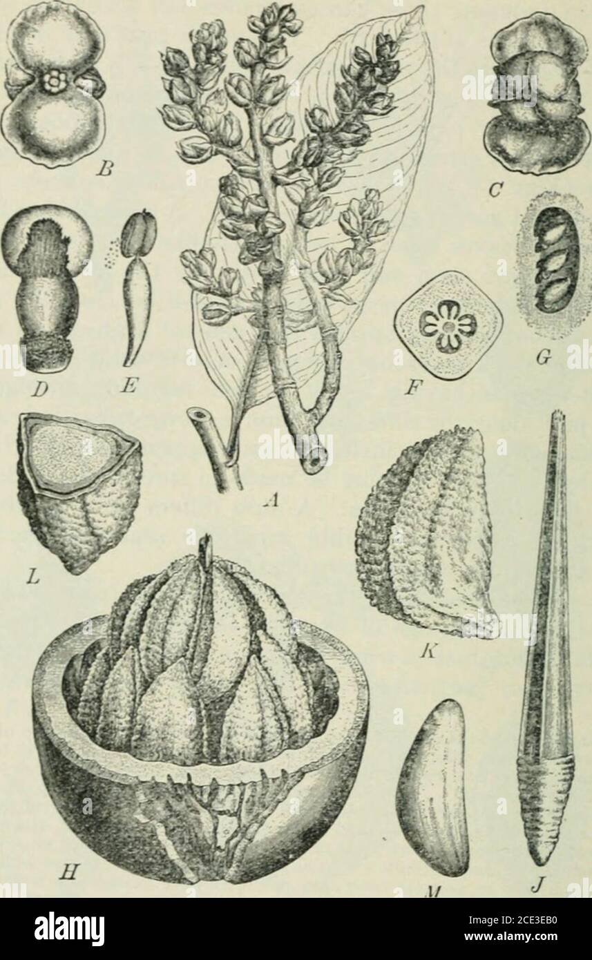 . Plants and their uses; an introduction to botany . fter removal of the soed-coat. All more or lessreduced in size. (Baillon.)—The plant is a tree closely resembling thepeach tree in general form and in every part except the fruit. Theflowers, appearing in very early spring, before the leaves, are re-markably beautiful. The fruit of the almond closely resembles agreen peach; it differs from the peach mainly in having in place of thehard-shelled stone a rather soft-shelled nut which is covered by aleathery husk that commonly splits open when ripe. pistil and stamens which are known as the esse Stock Photo