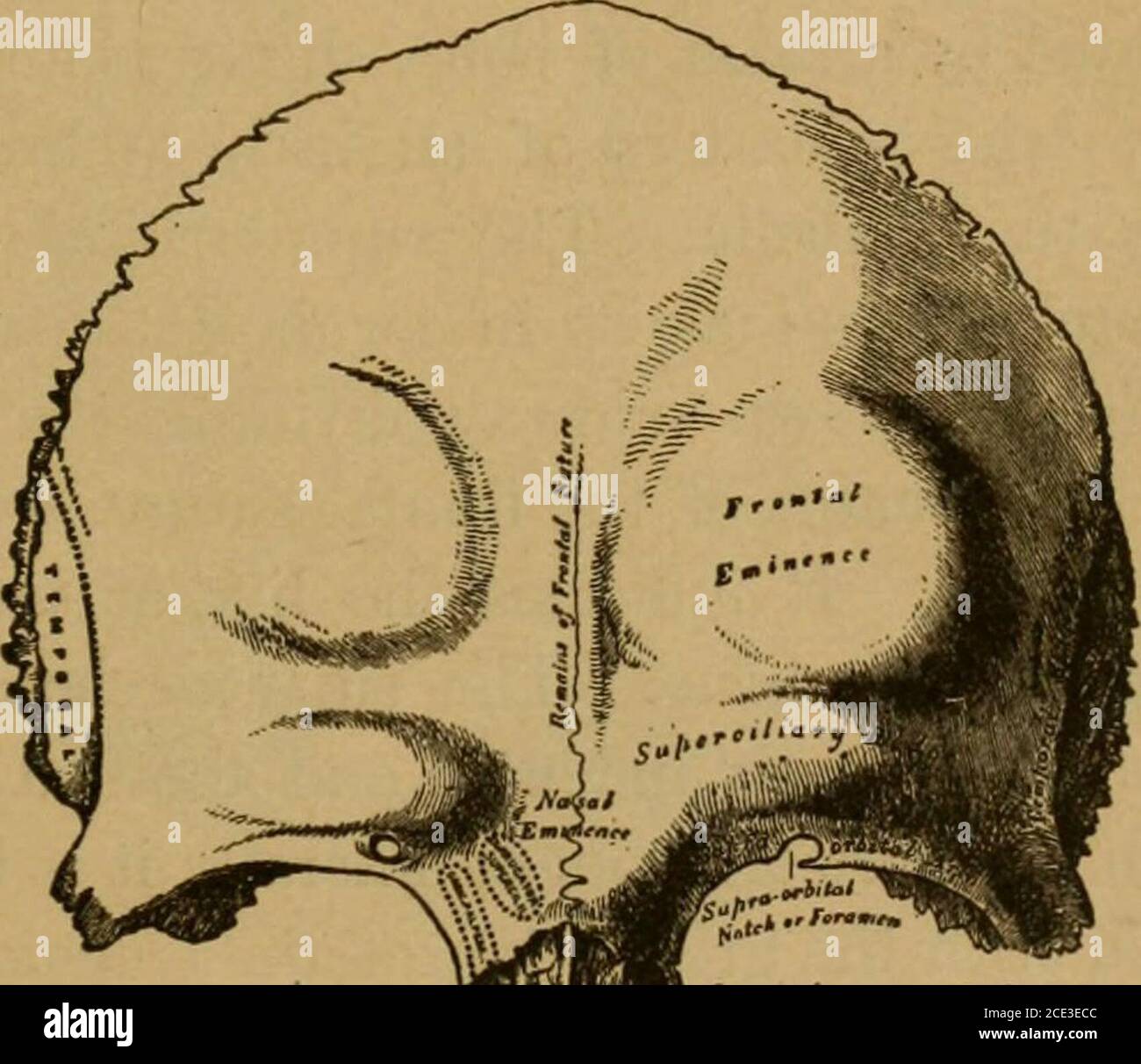 Process Bony Prominence . A treatise on practical anatomy: for students of anatomy and surgery ...