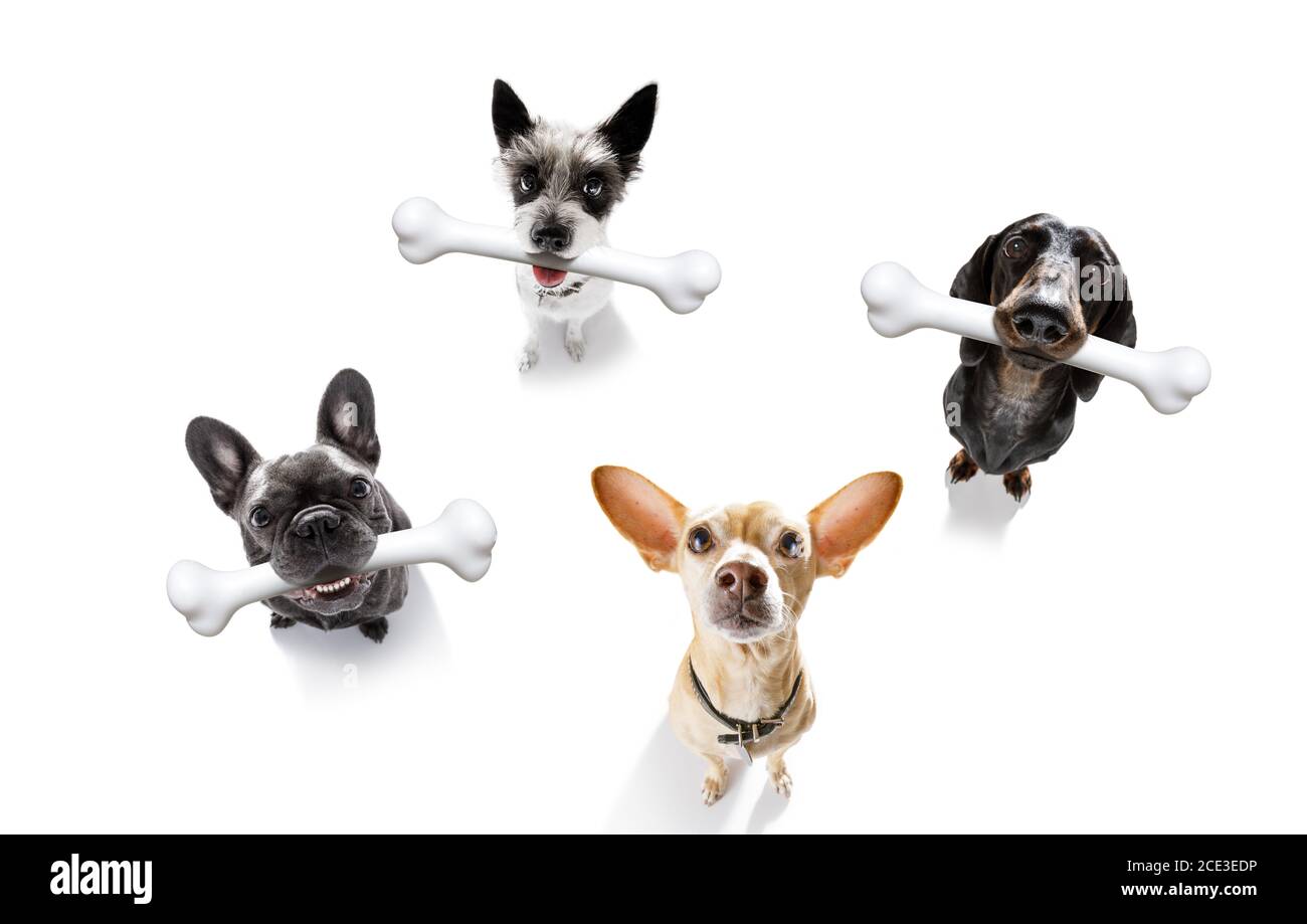 dog with big bone Stock Photo Alamy