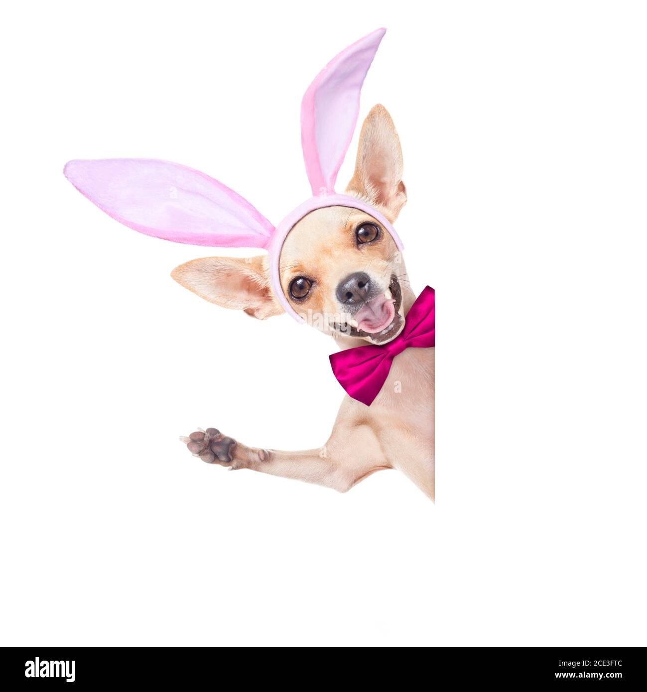 bunny ears dog Stock Photo Alamy