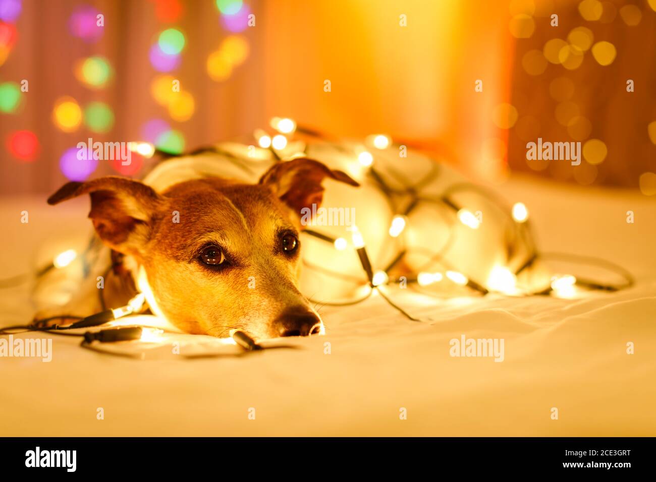 christmas dog with fairy lights Stock Photo - Alamy