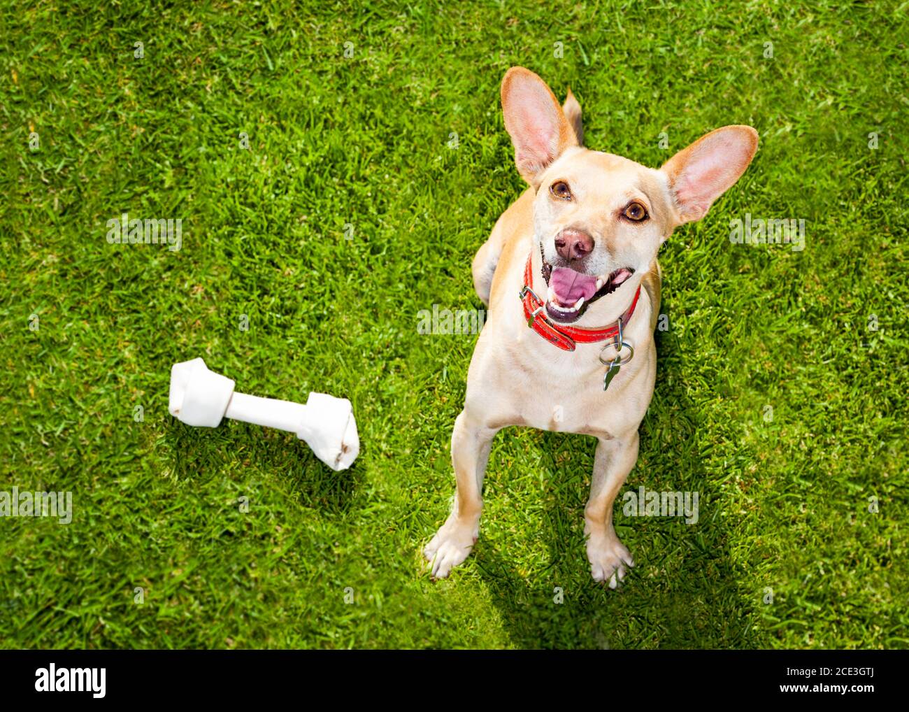 dog playing with toy or bone Stock Photo Alamy