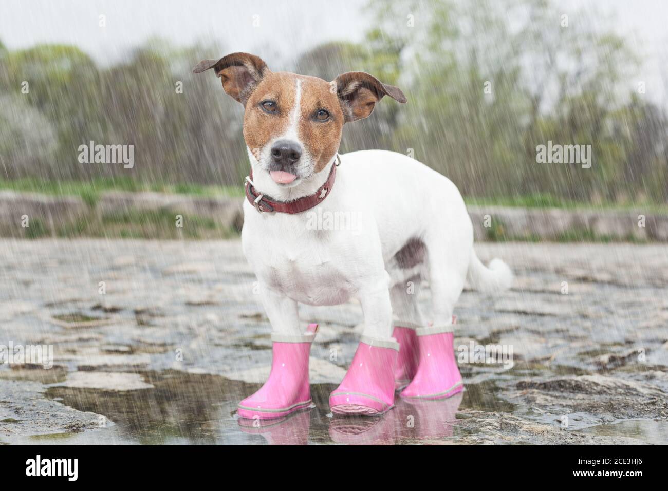 dog in the rain Stock Photo Alamy
