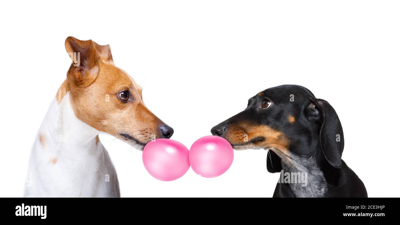 Chewing each other Cut Out Stock Images & Pictures Alamy